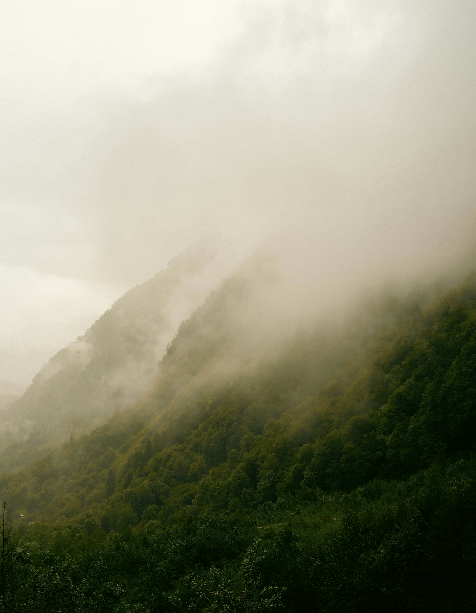 Bewaldete Berghänge im leichten Nebel.